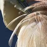 IMG_7690  Soins du plumage primordial